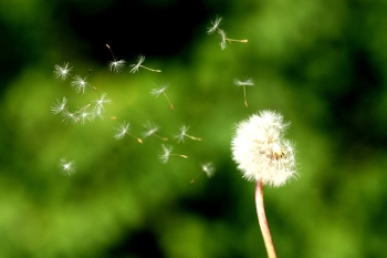 Győzd le a pusztai mentalitást