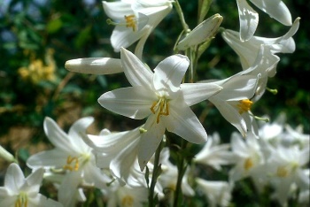 Kegyelem a mai napra