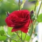 Napi áhítat hölgyeknek Napi áhítat hölgyeknek